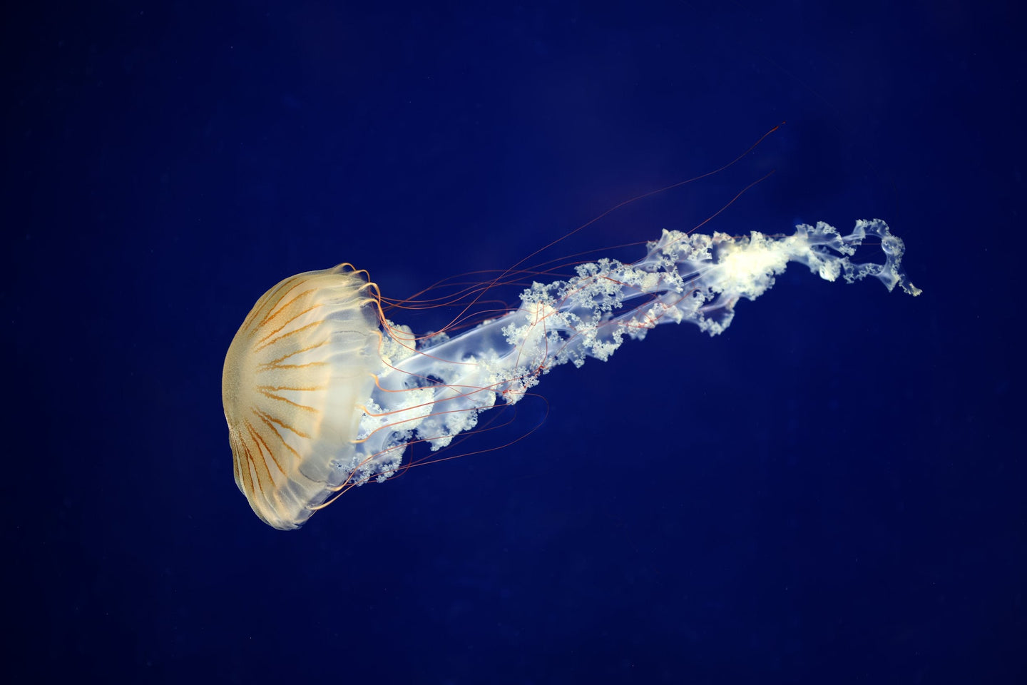 ARTIS-Park tickets met korting - afbeelding 23