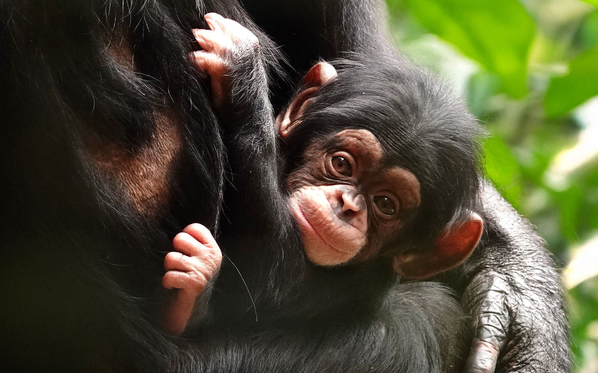 DierenPark Amersfoort - afbeelding 8